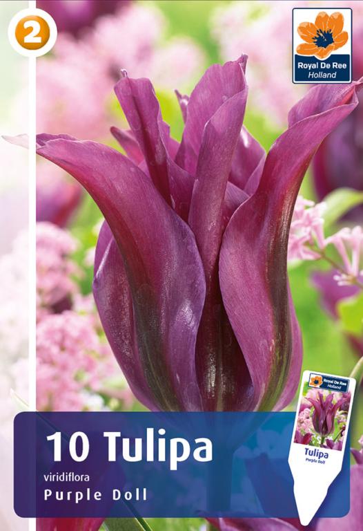 TULIPA PURPLE DOLL