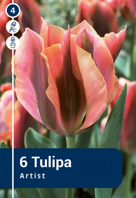 TULIPA ARTIST
