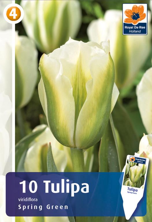 TULIPA SPRING GREEN