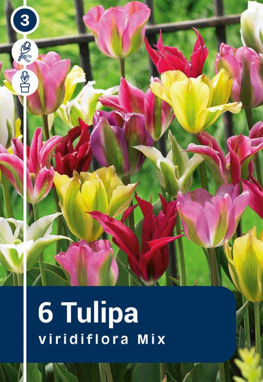 TULIPA VIR.MIX