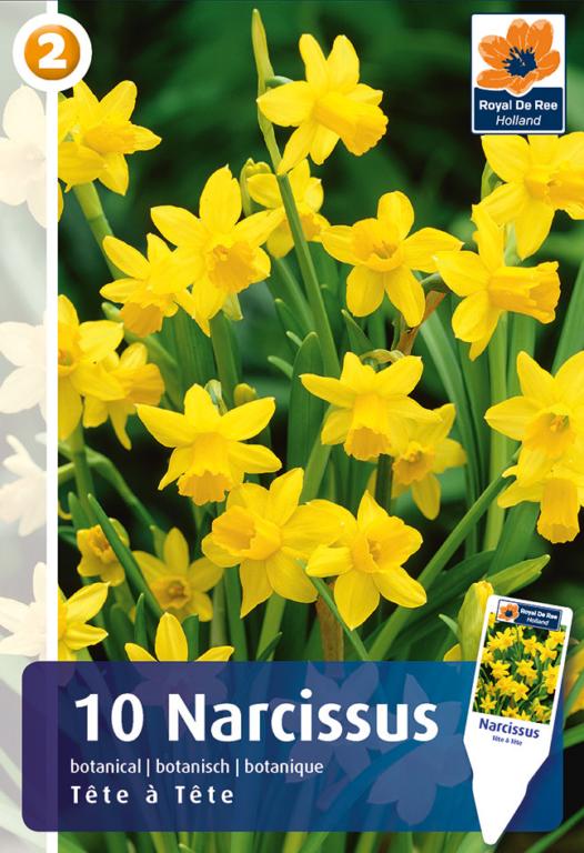 NARCISSUS TETE A TETE