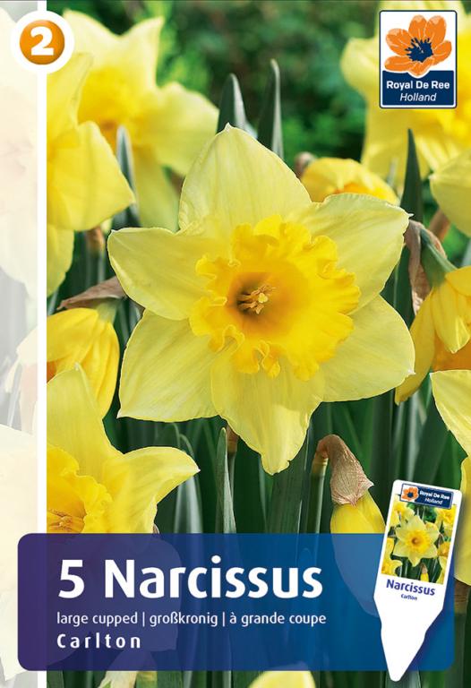 NARCISSUS CARLTON