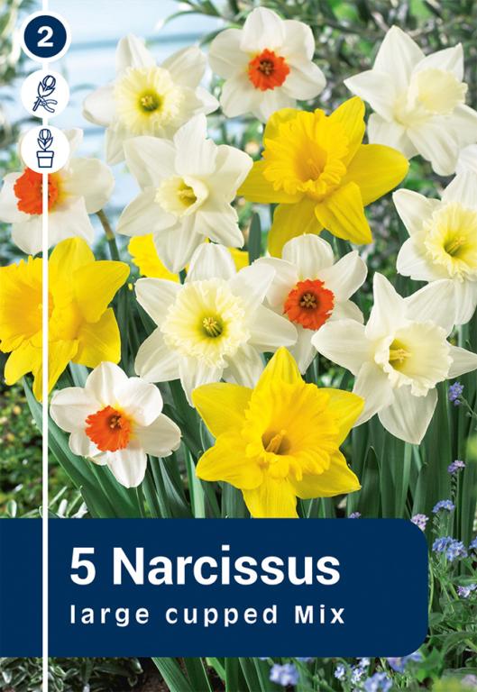 NARCISSUS MIX