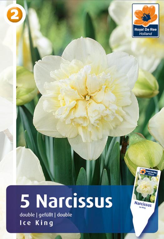 NARCISSUS ICE KING