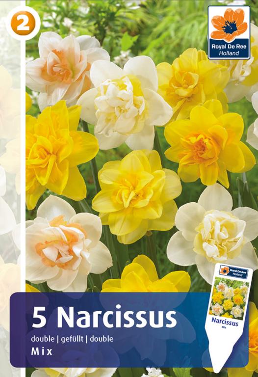 NARCISSUS DOUBLE MIX