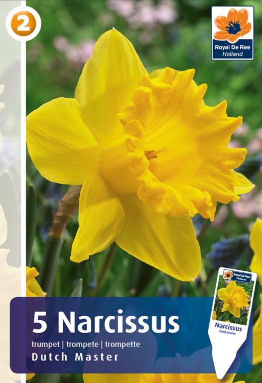 NARCISSUS DUTCH MASTER