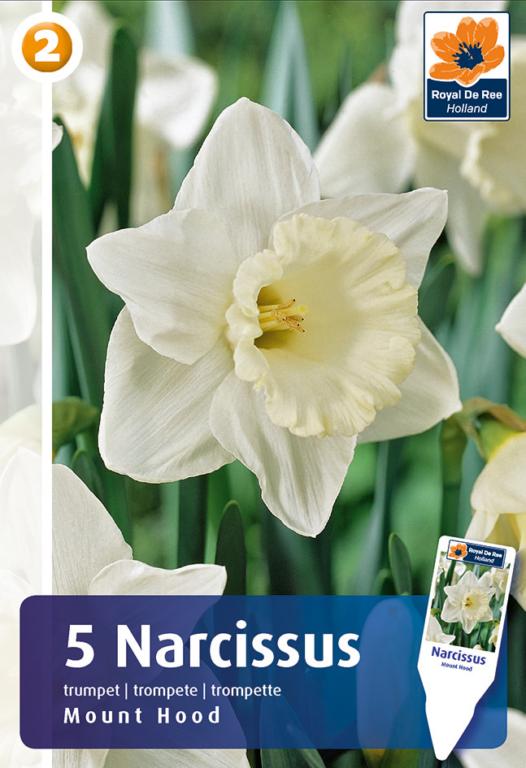 NARCISSUS MOUNT HOOD