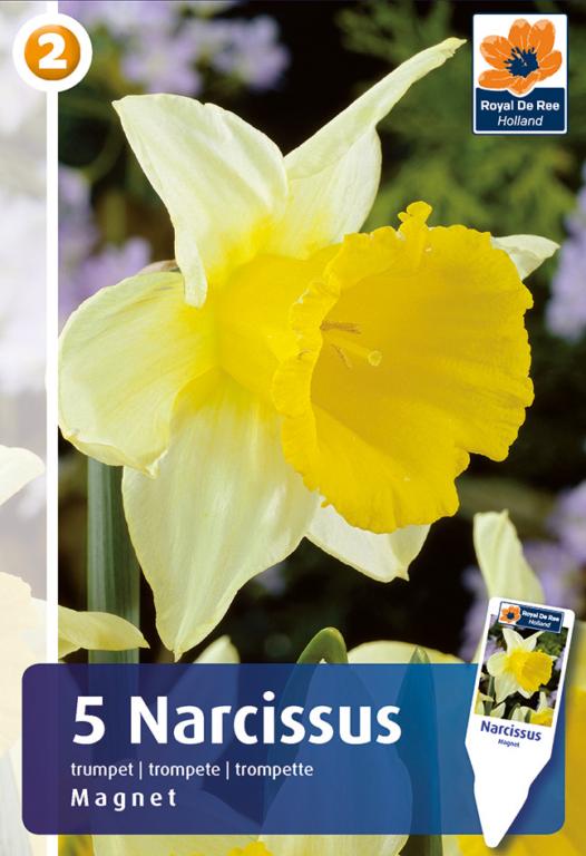 NARCISSUS MAGNET