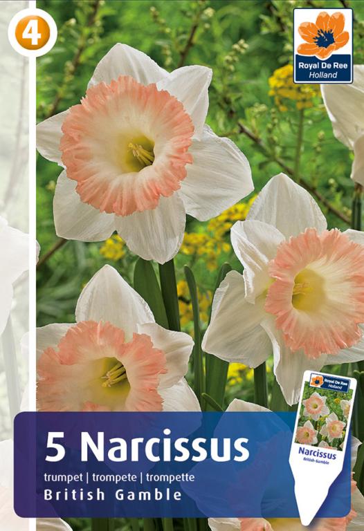 NARCISSUS BRITISH GAMBLE