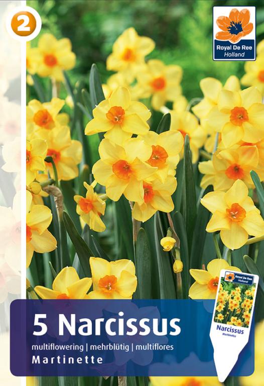 NARCISSUS MARTINETTE