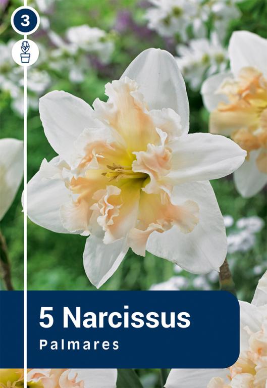 NARCISSUS PALMARES
