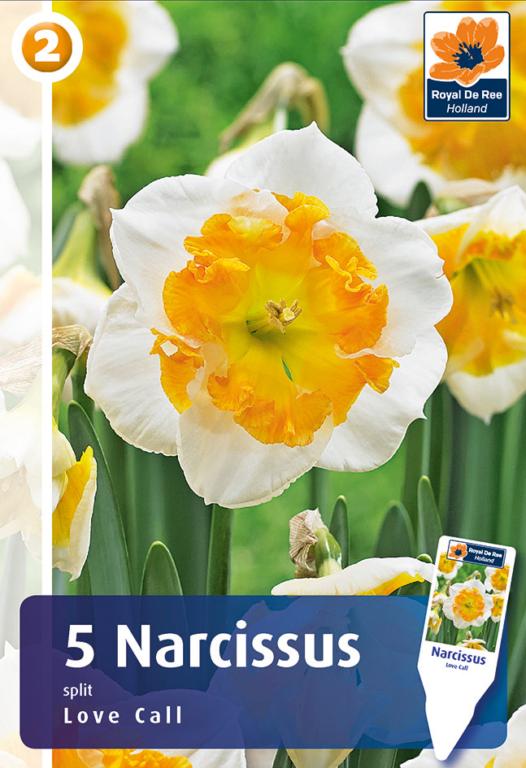 NARCISSUS LOVE CALL