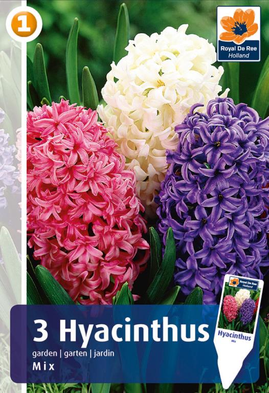 HYACINTHUS GARDEN MIX