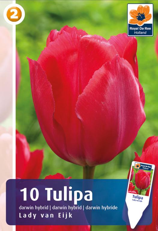 TULIPA LADY VAN EIJK