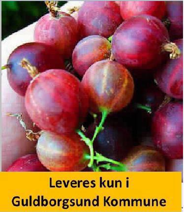 CAPTIVATOR (næsten tornfri stikkelsbær)