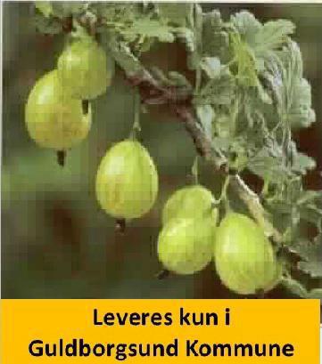 Stikkelsbær INVICTA-GRØN