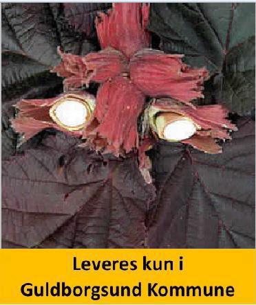 Hassel RØD ZELLERNØD CORYLUS