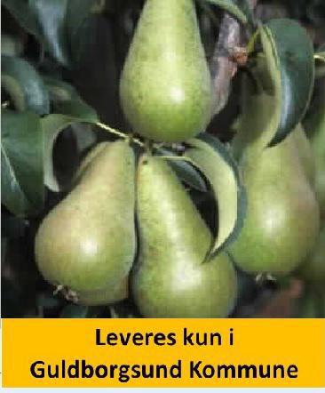 Pære dværg CONCORDE® PYRUS