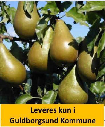 Pære Dværg Conference