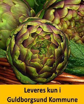 Artiskok Green Globe JW 106 F1