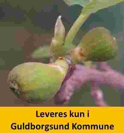 FIGEN - Ficus 80 cm stam