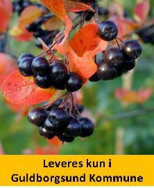 Surbær ARONIA melanocarpa ARON