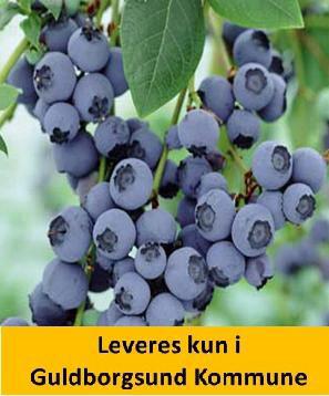 Blåbær Cabernet Splash