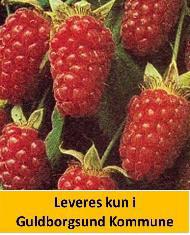 Taybær Tayberry rubus