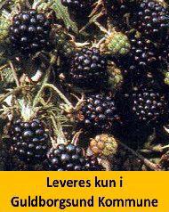 Brombær Black Satin C2