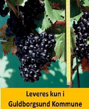 Vindrue NERO - BLÅ DRUE