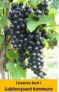 Vindrue Muskat Bleu- BLÅ DRUE