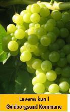 Vindrue Lakemont Seedless - GRØN DRUE