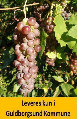 Vindrue RHEA - Rød Kærneløs Drue