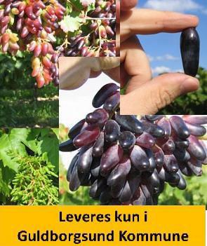 Vindrue SOUVENIR - Rød/blå Drue