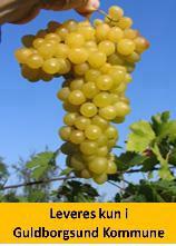 Vindrue Kerneløs Gul PRIMUS