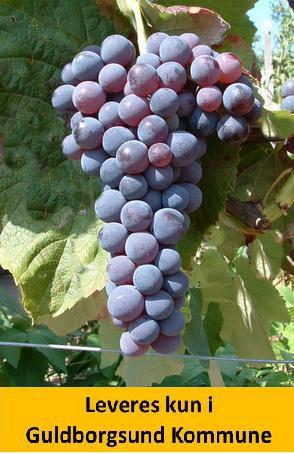 Vindrue Venus - Blå Kærneløs Drue