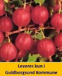 STIKKELSBÆR HINNONMÆKI RØD