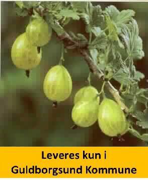 INVICTA-Grøn Stikkelsbær