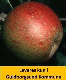 ÆBLE COX'S ORANGE-SELVB.