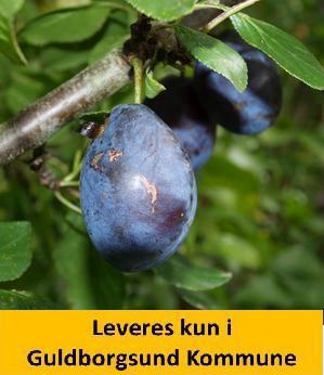 BLOMME ITALIENSK SVESKE