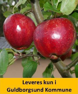 Æble Rød gråsten Malus