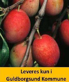 BLOMME VICTORIA DVÆRG