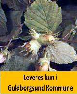 LAMBERT FILBERT-CORYLUS