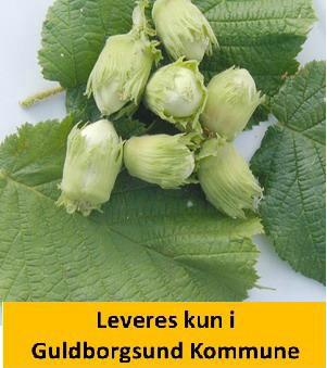 NOTTINGHAM-CORYLUS