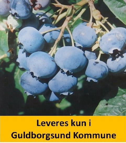 Blåbær Goldtraube