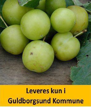 Blomme Grøn Reine Claude