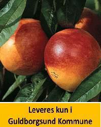 Nectarin Lord Napier