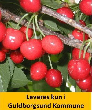 Kirsebær Dværg Stella