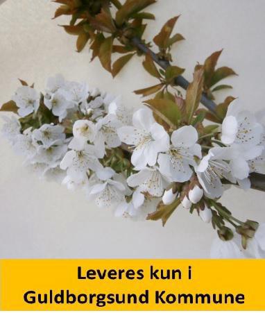 Kirsebær Sweetheart