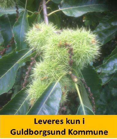 Spisekastanie Castanea sativa